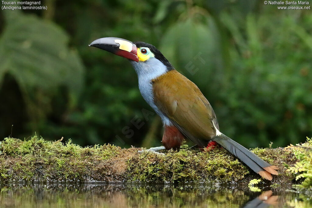 Toucan montagnardadulte, identification