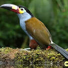 Toucan montagnard