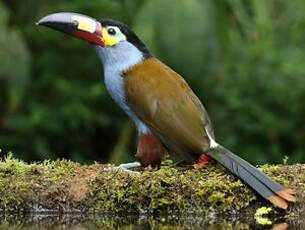 Toucan montagnard