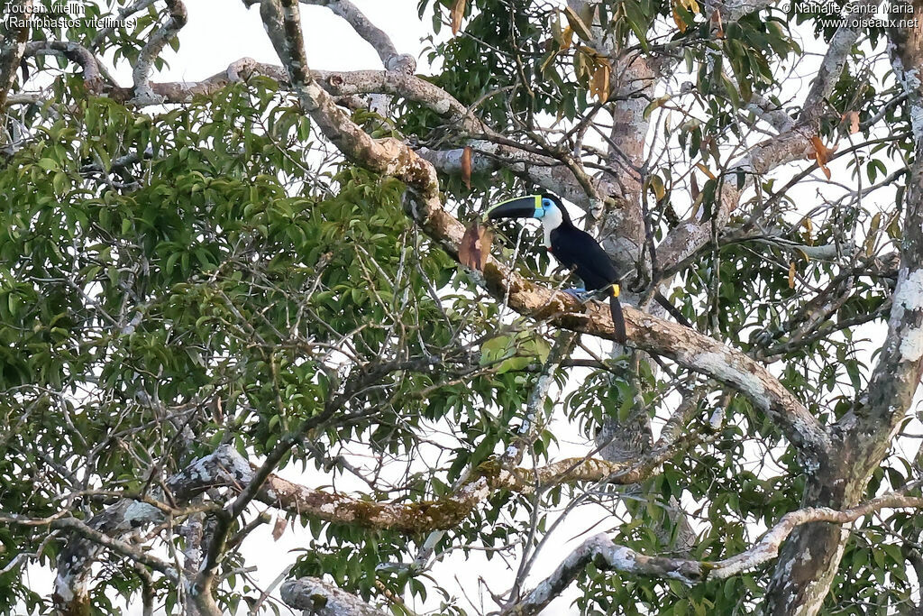 Channel-billed Toucan - Toucan ariel<br />adult, habitat