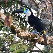 Toucan vitellin