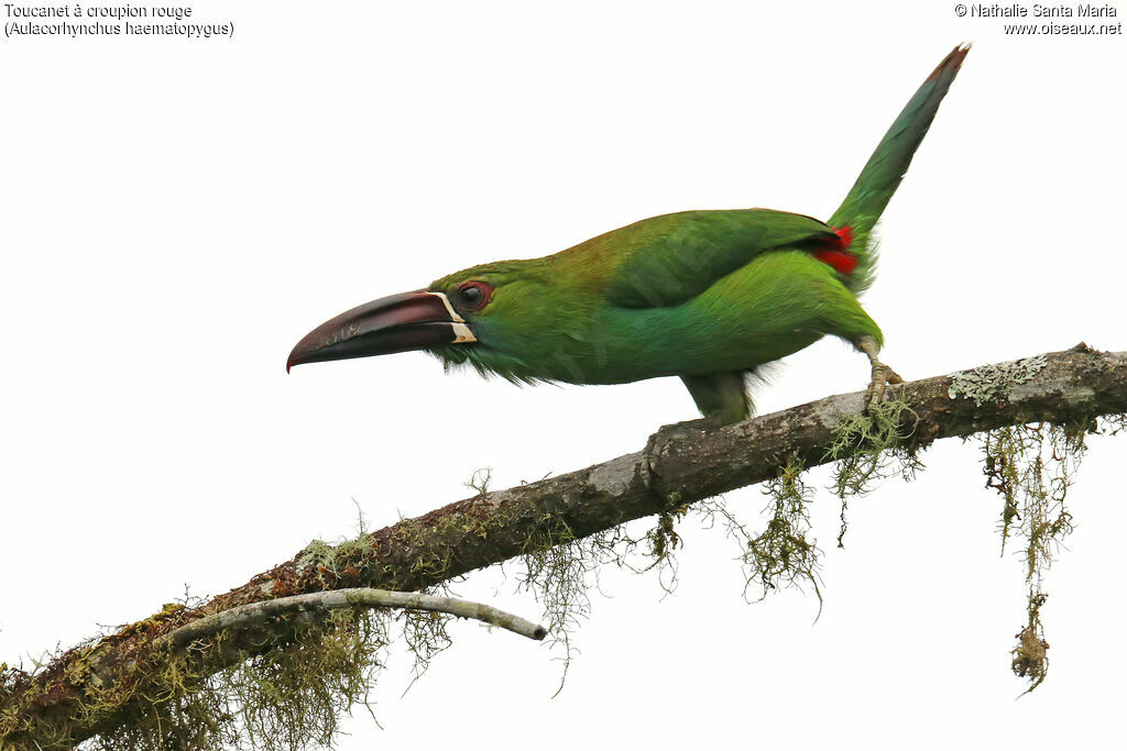 Toucanet à croupion rougeadulte, identification