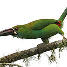 Toucanet à croupion rouge
