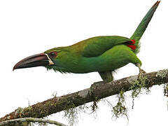 Toucanet à croupion rouge