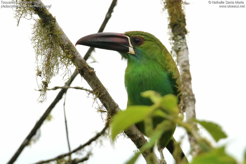 Crimson-rumped Toucanetadult, identification