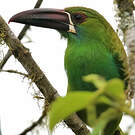 Toucanet à croupion rouge