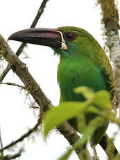 Toucanet à croupion rouge