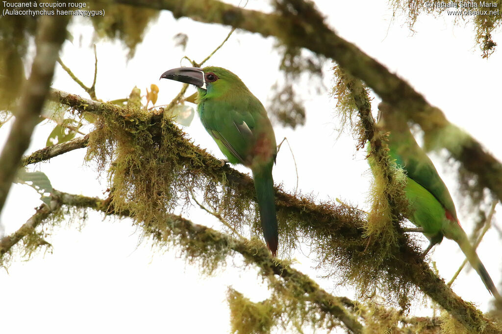 Crimson-rumped Toucanetadult, identification