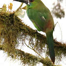Toucanet à croupion rouge