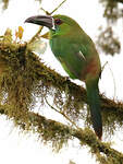 Toucanet à croupion rouge