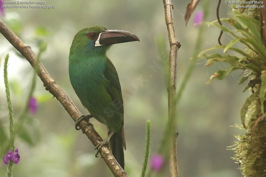 Crimson-rumped Toucanetadult, identification