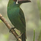 Toucanet à croupion rouge