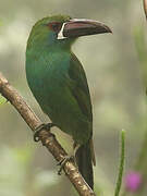 Crimson-rumped Toucanet