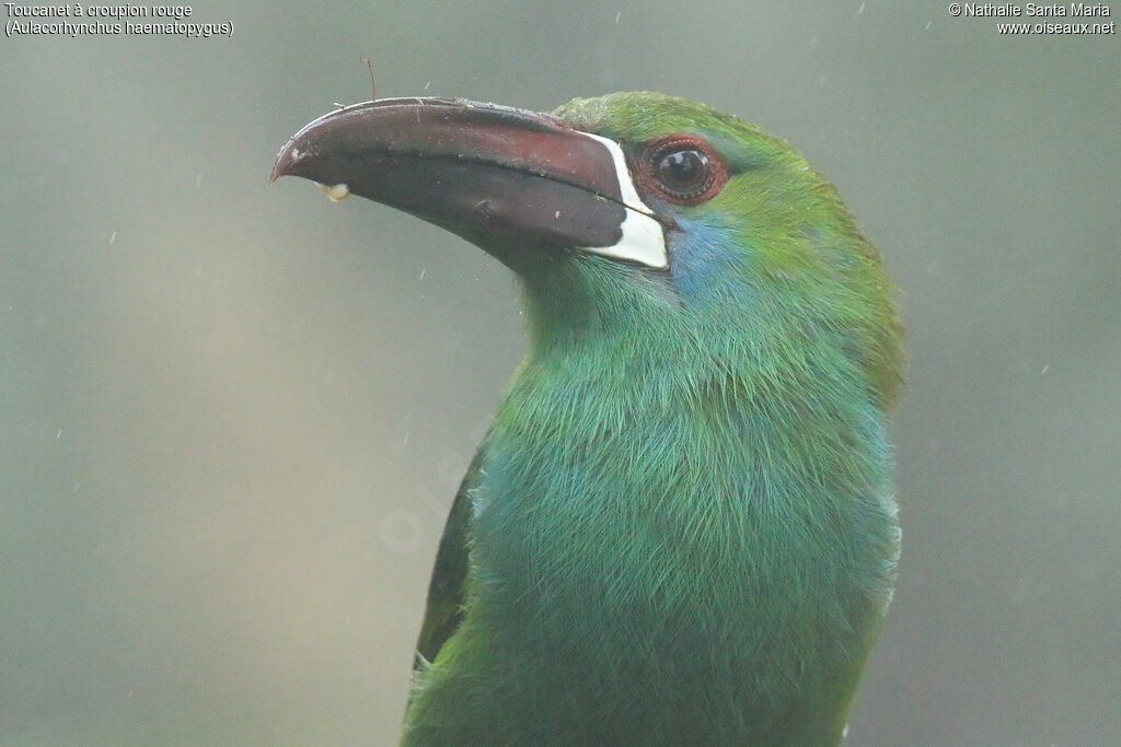 Toucanet à croupion rougeadulte, portrait