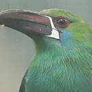 Toucanet à croupion rouge