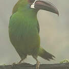 Toucanet à croupion rouge