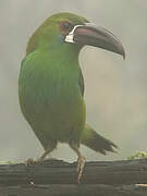 Crimson-rumped Toucanet