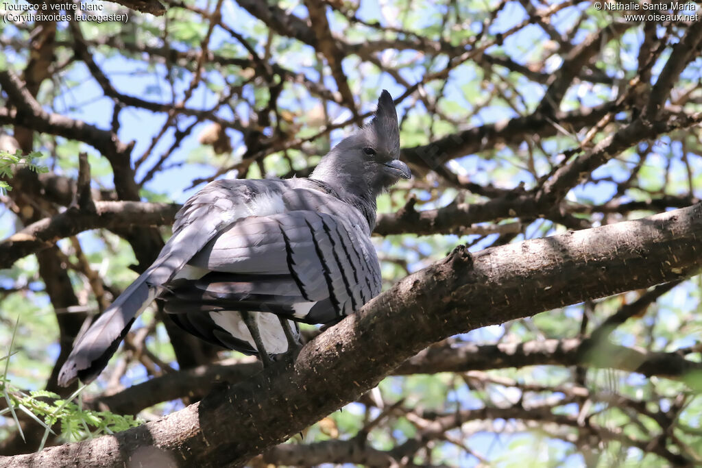 White-bellied Go-away-birdadult, identification, habitat