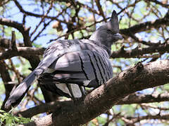 White-bellied Go-away-bird