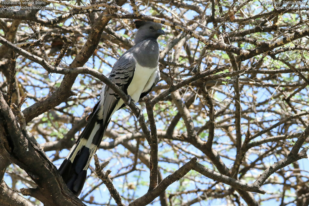 Touraco à ventre blancadulte, identification, habitat