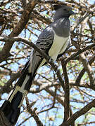 White-bellied Go-away-bird