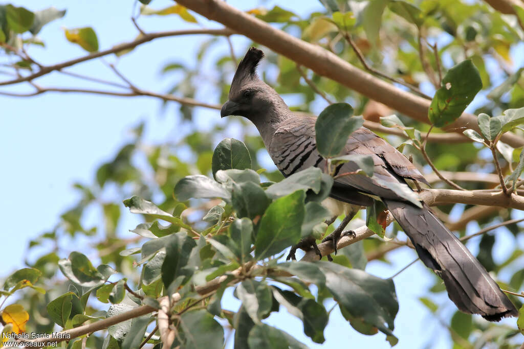 White-bellied Go-away-bird male adult, habitat, Behaviour