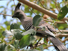 White-bellied Go-away-bird