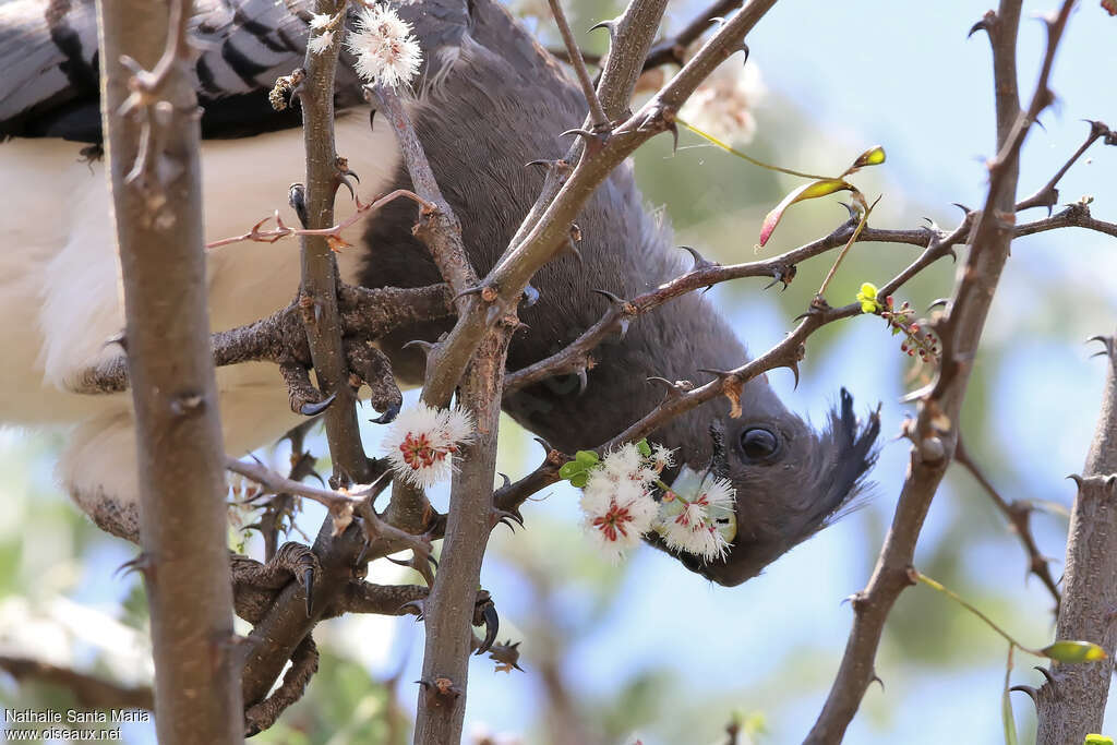 White-bellied Go-away-birdadult, feeding habits, eats