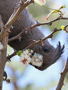 White-bellied Go-away-bird