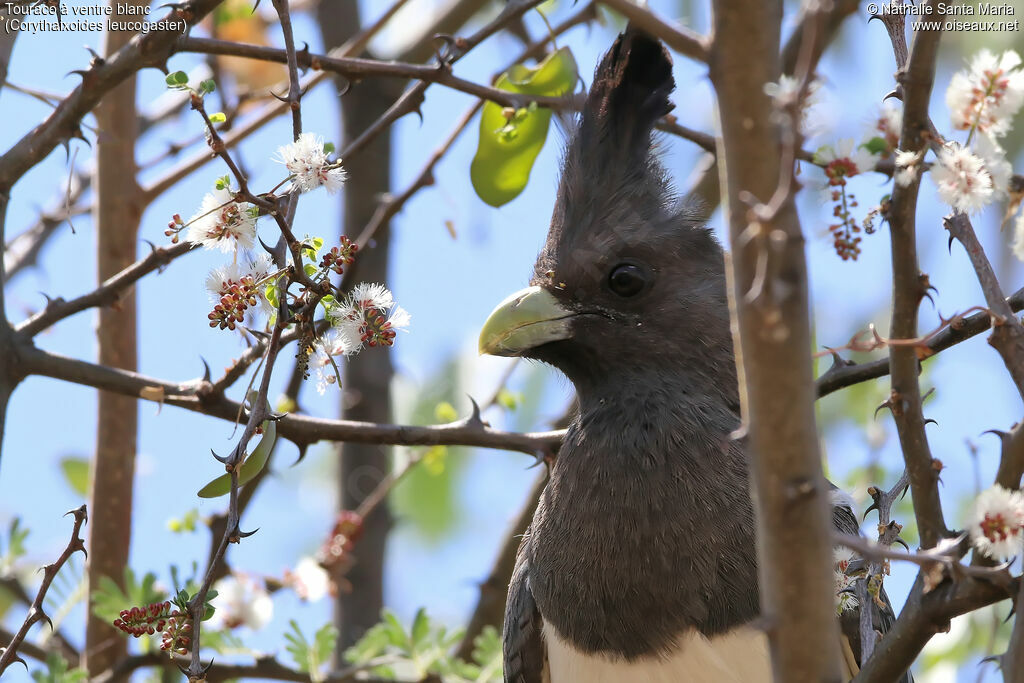 White-bellied Go-away-birdadult, identification, close-up portrait