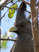 White-bellied Go-away-bird