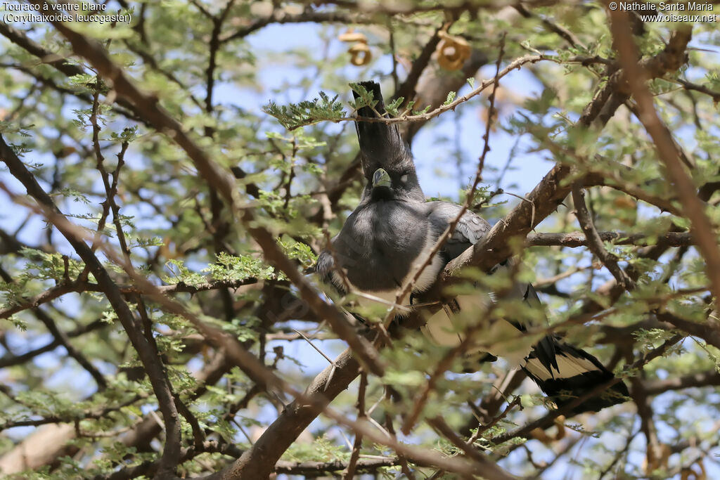 White-bellied Go-away-birdadult, identification, habitat