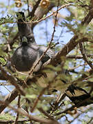 White-bellied Go-away-bird