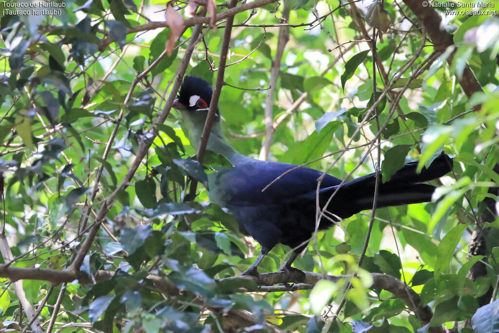 Touraco de Hartlaubadulte, identification, habitat, Comportement