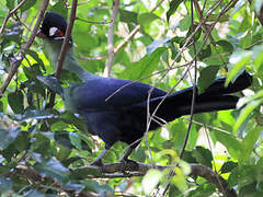 Hartlaub's Turaco