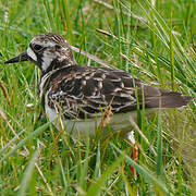 Ruddy Turnstone