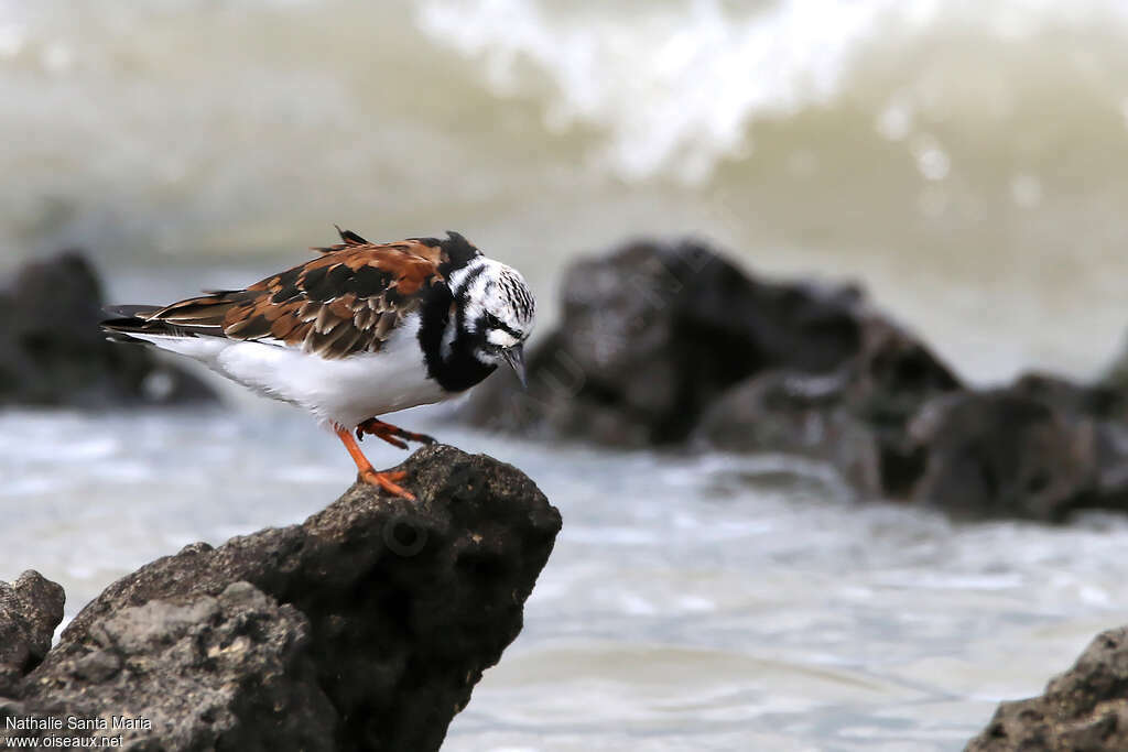 Ruddy Turnstone male adult breeding, identification, walking, Behaviour