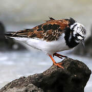 Ruddy Turnstone