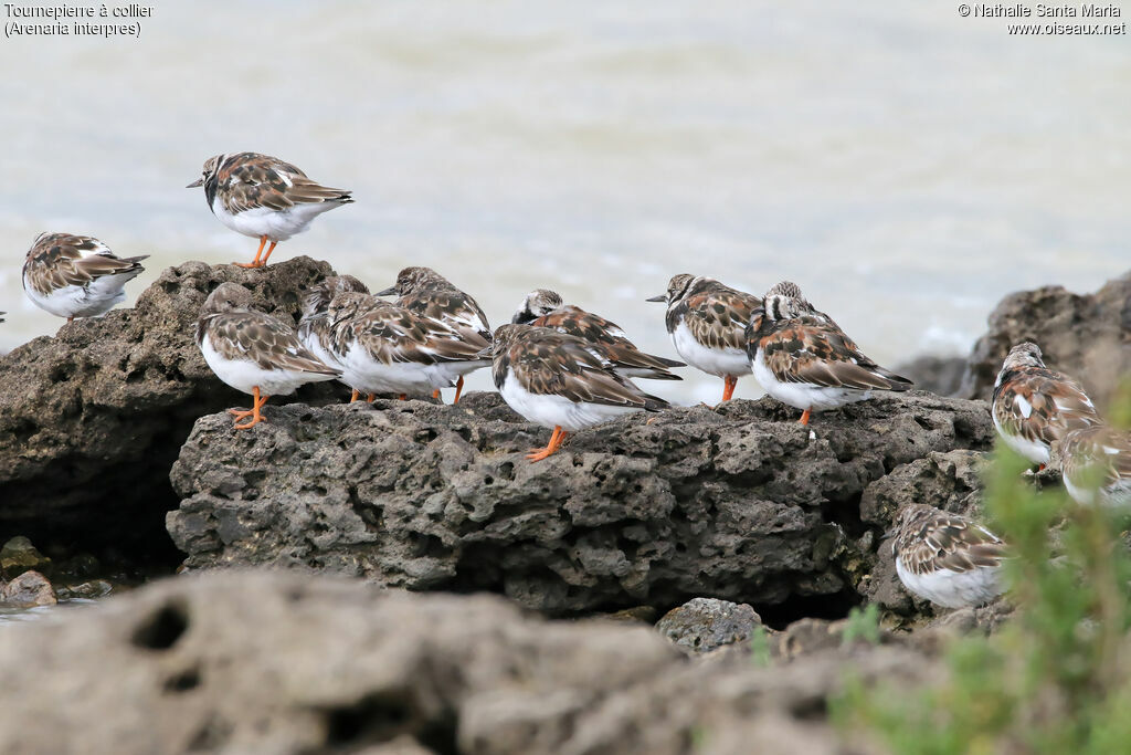 Ruddy Turnstone, habitat, Behaviour