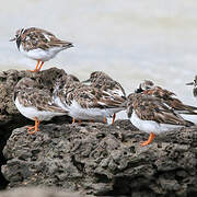 Ruddy Turnstone