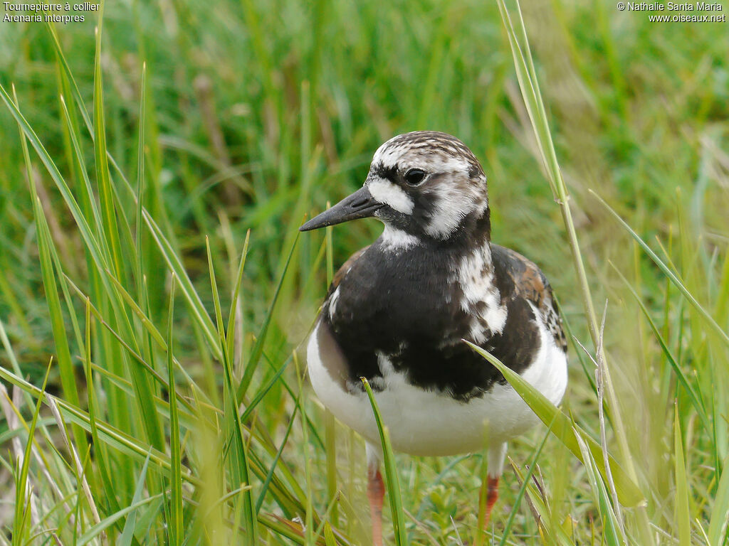 Tournepierre à collier femelle adulte nuptial, identification, Comportement