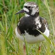 Ruddy Turnstone