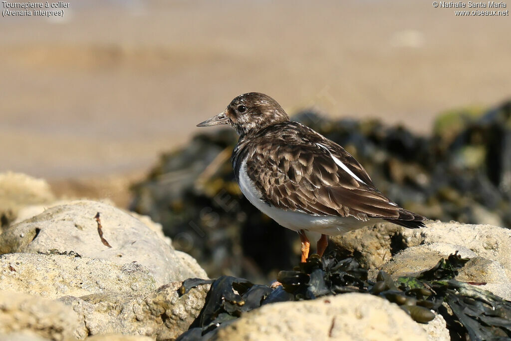 Tournepierre à collierjuvénile, identification, habitat, Comportement