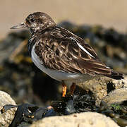 Ruddy Turnstone