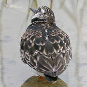 Ruddy Turnstone