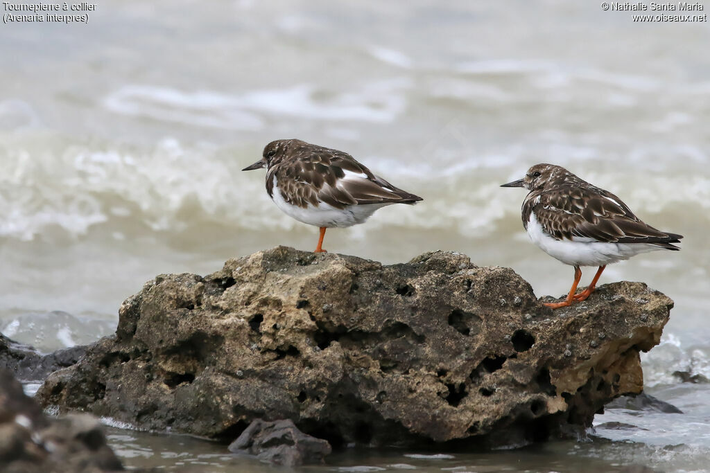 Tournepierre à collierjuvénile, identification, habitat, Comportement