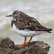 Ruddy Turnstone