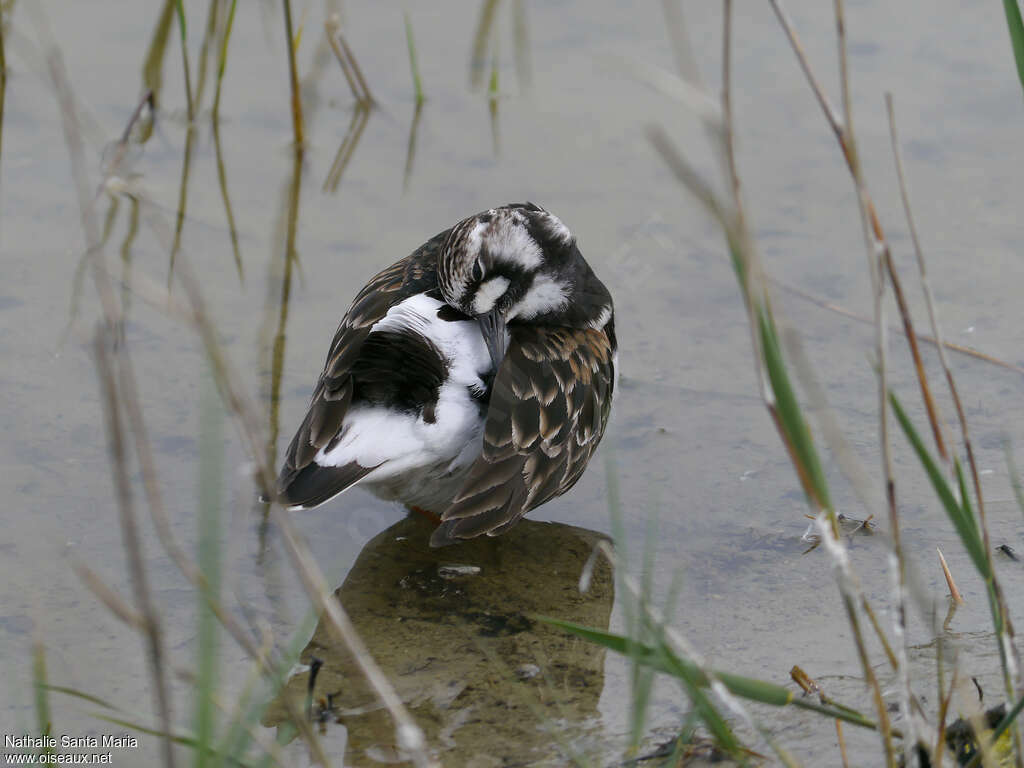 Ruddy Turnstone female adult breeding, care, Behaviour