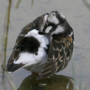 Ruddy Turnstone