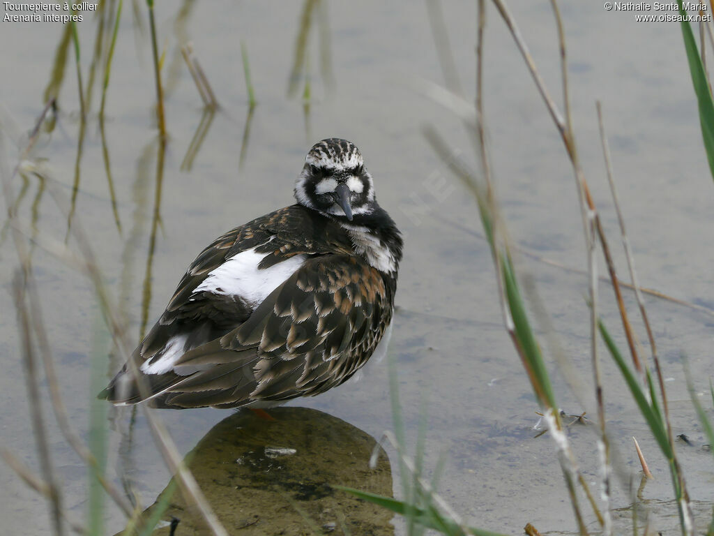 Ruddy Turnstone female adult breeding, identification, habitat, Behaviour